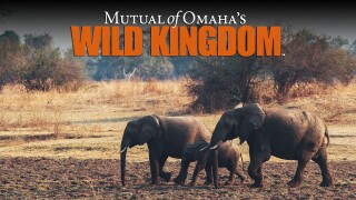 Wild Kingdom