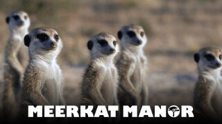 Meerkat Manor