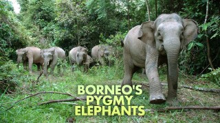 Borneo's Pygmy Elephants