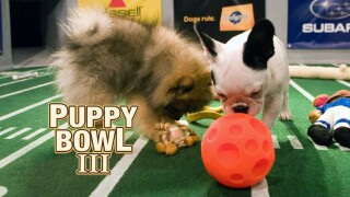 Puppy Bowl III