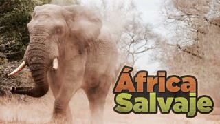 África Salvaje