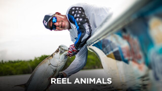 Reel Animals