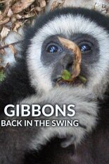 Gibbons: Back in the Swing