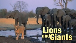 Lions and Giants
