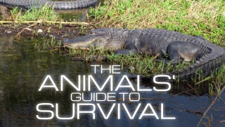 The Animals' Guide to Survival