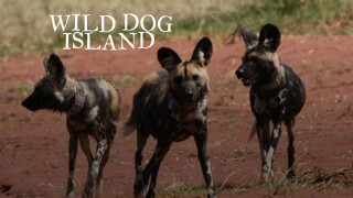 Wild Dog Island