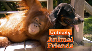 Unlikely Animal Friends