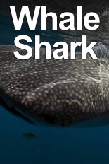 Whale Shark