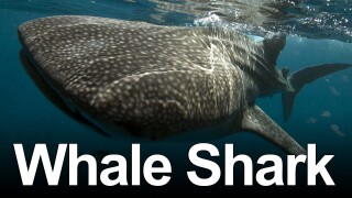 Whale Shark