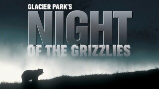 Glacier Park's Night of the Grizzlies