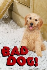 Bad Dog!