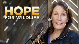 Hope for Wildlife