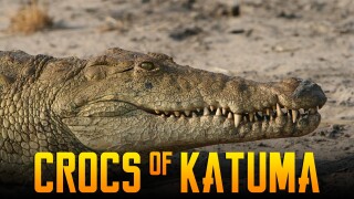 Crocs of Katuma