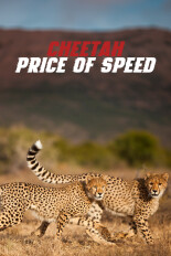 Cheetah: Price of Speed