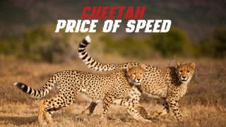 Cheetah: Price of Speed