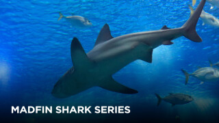 Madfin Shark Series