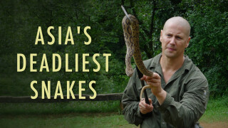 Asia's Deadliest Snakes