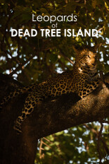 Leopards of Dead Tree Island