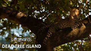 Leopards of Dead Tree Island