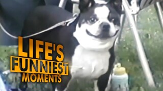 Life's Funniest Moments