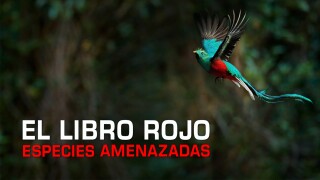 El libro rojo: Especies amenazadas