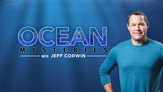 Ocean Mysteries With Jeff Corwin