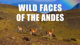 Wild Faces of the Andes