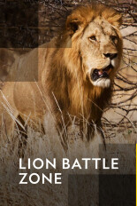 Lion Battle Zone