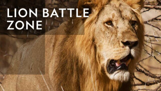 Lion Battle Zone