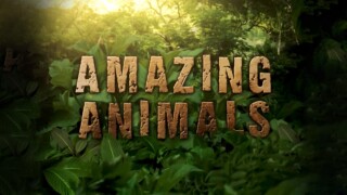 Amazing Animals