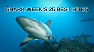 Shark Week's 25 Best Bites