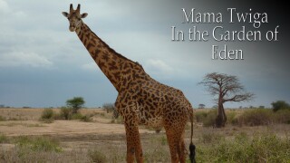 Mama Twiga: In the Garden of Eden