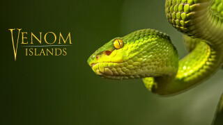 Venom Islands