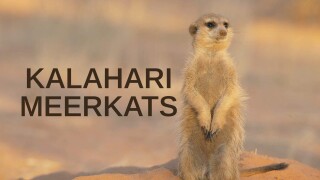 Kalahari Meerkats