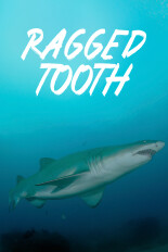 Ragged Tooth