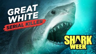 Great White Serial Killer