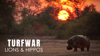 Turf War: Lions and Hippos