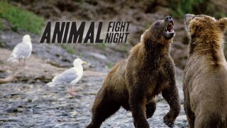 Animal Fight Night