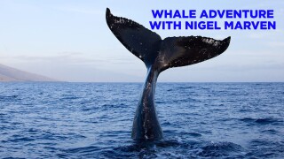 Whale Adventure with Nigel Marven