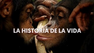 Historia de la vida