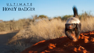 Ultimate Honey Badger