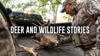 Deer & Wildlife Stories