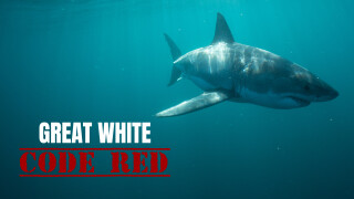 Great White Code Red