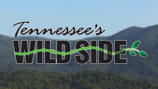 Tennessee Wild Side