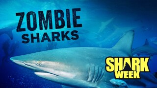 Zombie Sharks