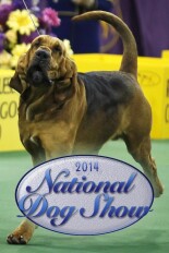 2014 National Dog Show