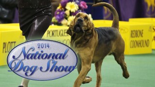 2014 National Dog Show