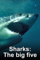 Sharks: The big five