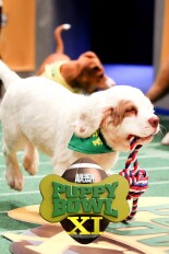 Puppy Bowl XI