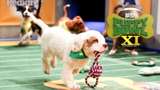 Puppy Bowl XI